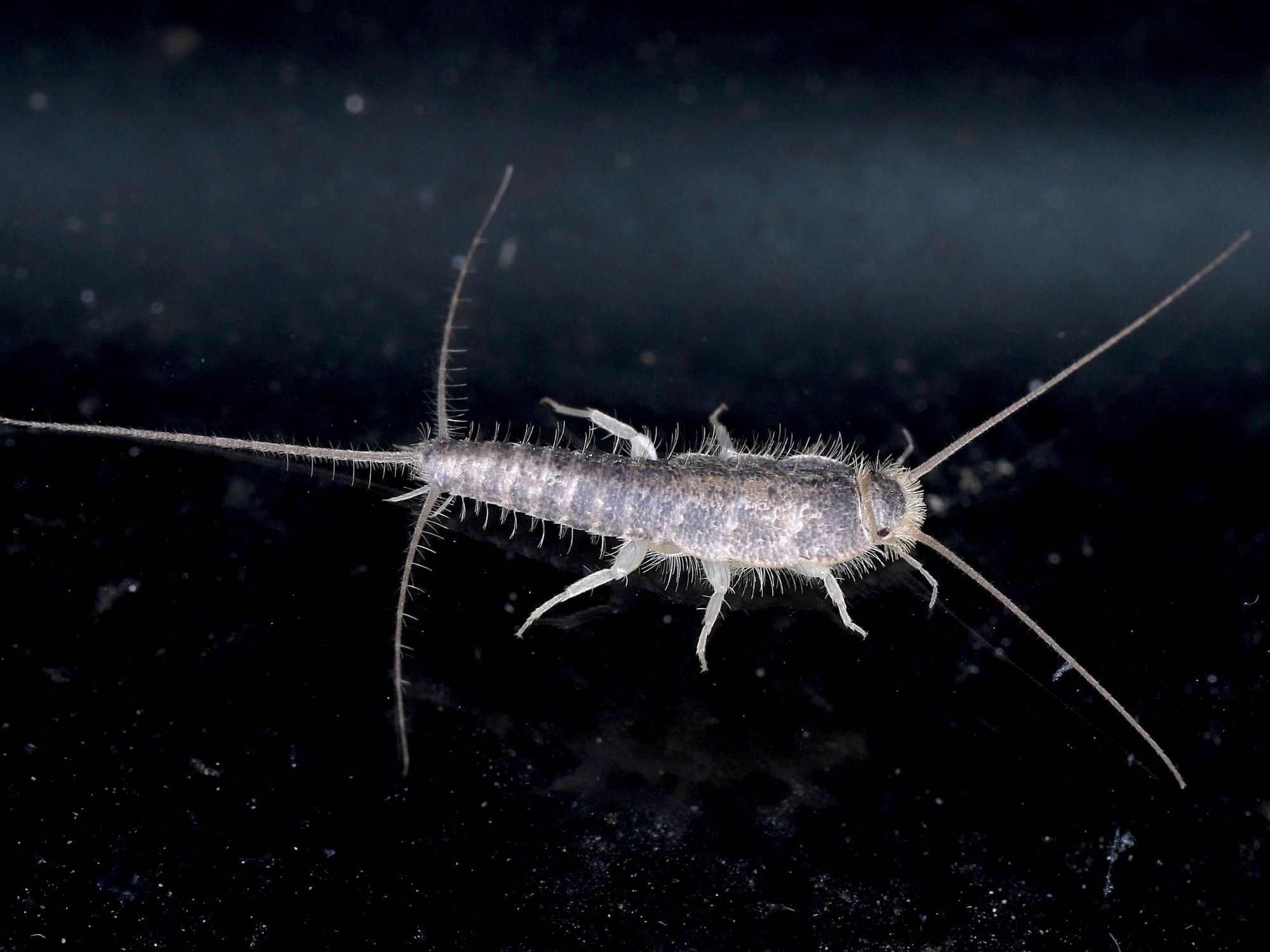 Fortified I Las Vegas Pest Control